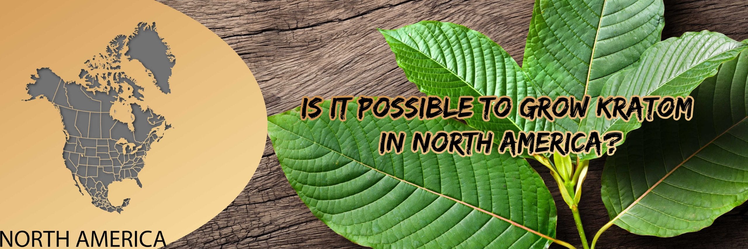 image of is it possible to grow kratom in north america