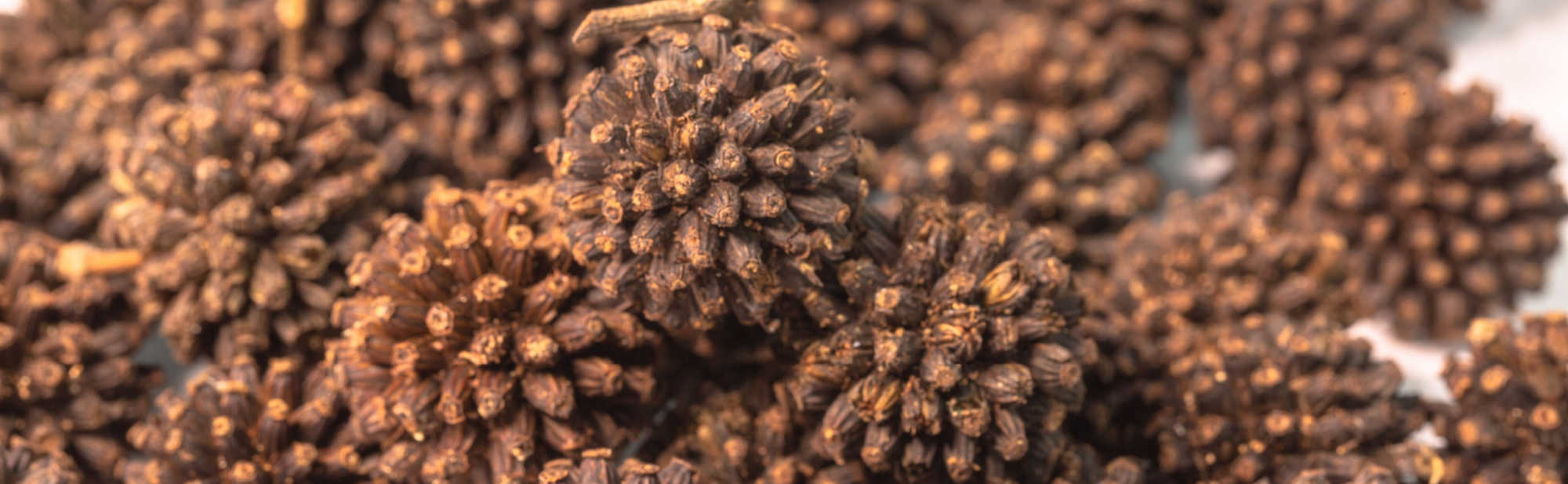 image of kratom seeds