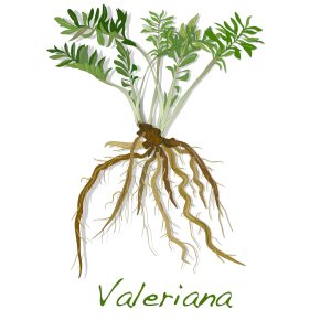 image of valeriana root