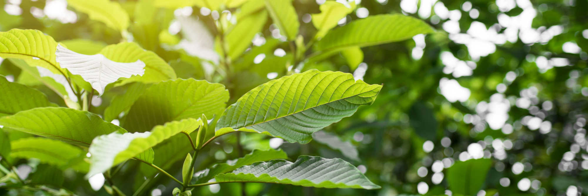 Brown Kratom: A Review of This Obscure Strain