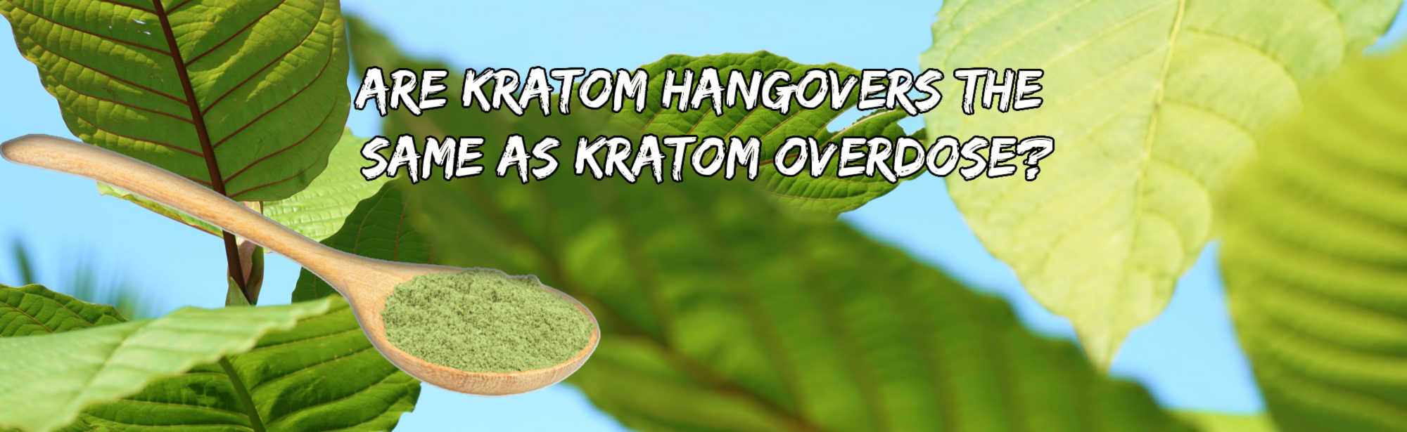 image of are kratom hangovers and overdose same