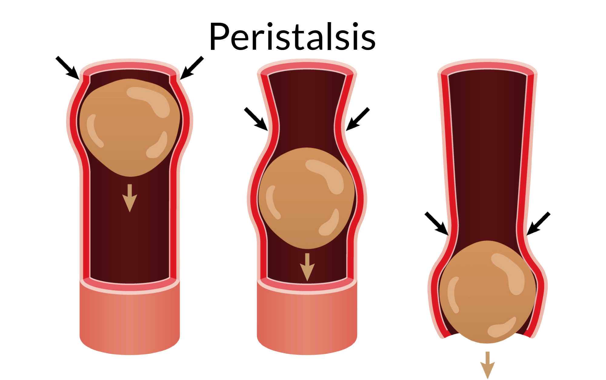 image of peristalsis