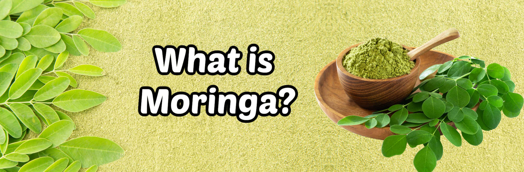 image of moringa