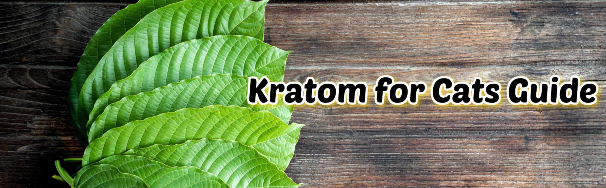 Kratom for Cats: Is it Safe to Give Your Cat?