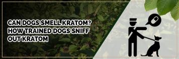 can dogs smell kratom? how trained dogs sniff out kratom