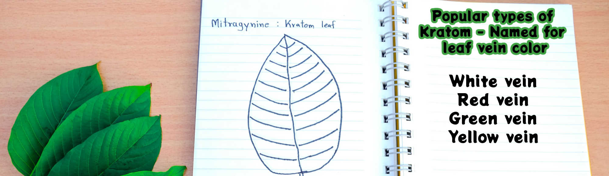 image of popular types of kratom named for their leaf vein color