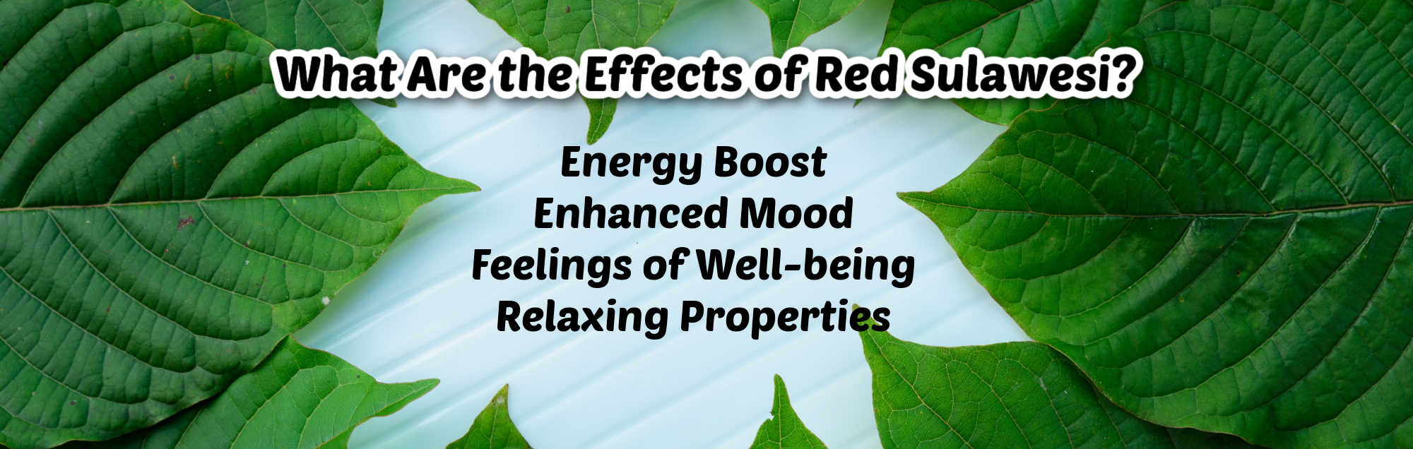 Red Sulawesi Kratom : What Are Its Effects and Where Can You Get It?