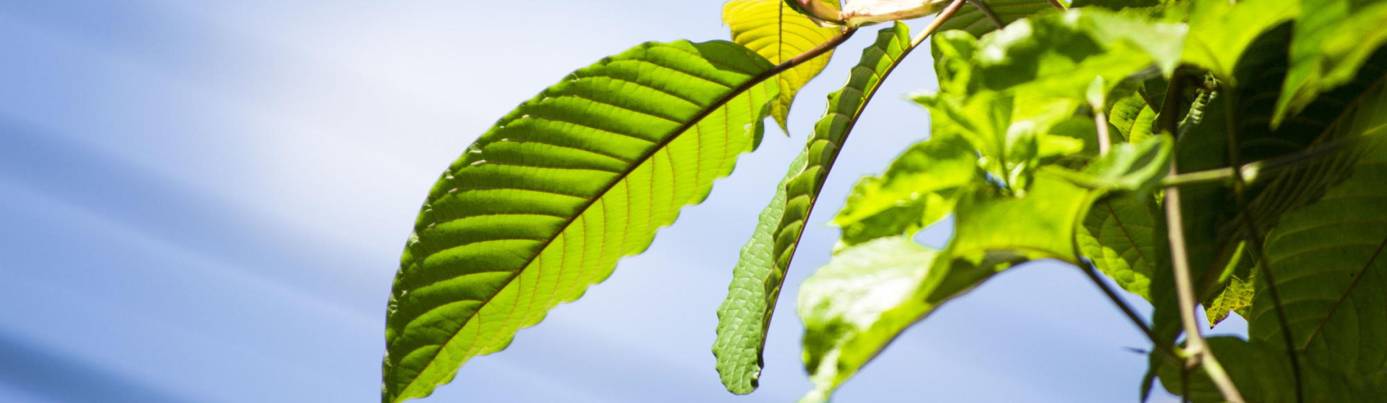 White Elephant Kratom : Its Effects and Recommended Dosage