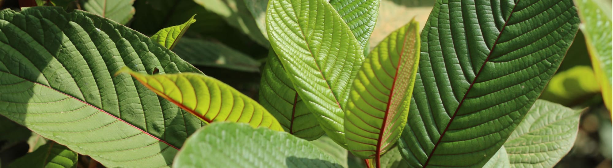 Red Sumatra Kratom Benefits, Effects, and Dosage