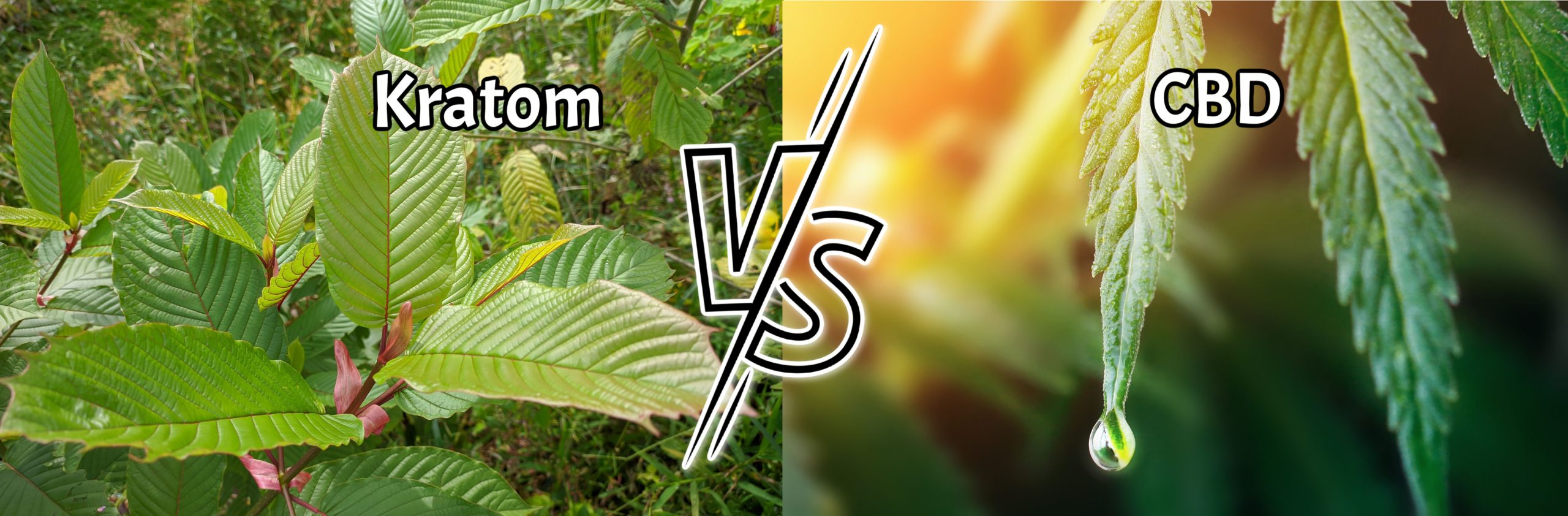 image of kratom vs cbd which one is better for each use