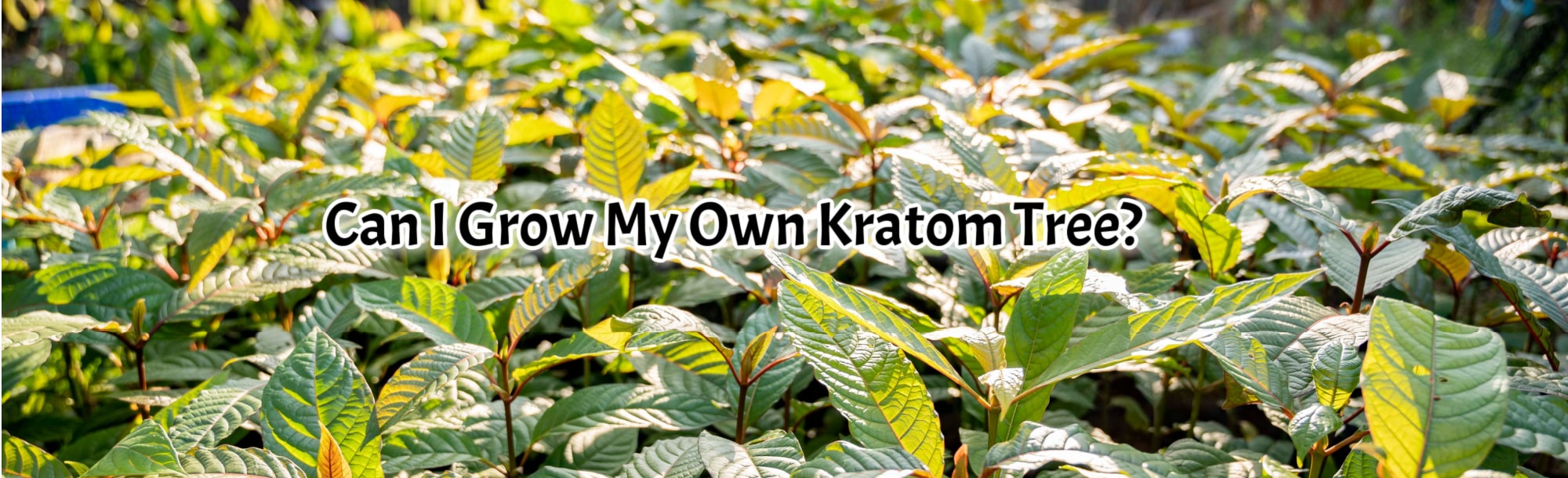 Growing Kratom: What You Need to Know
