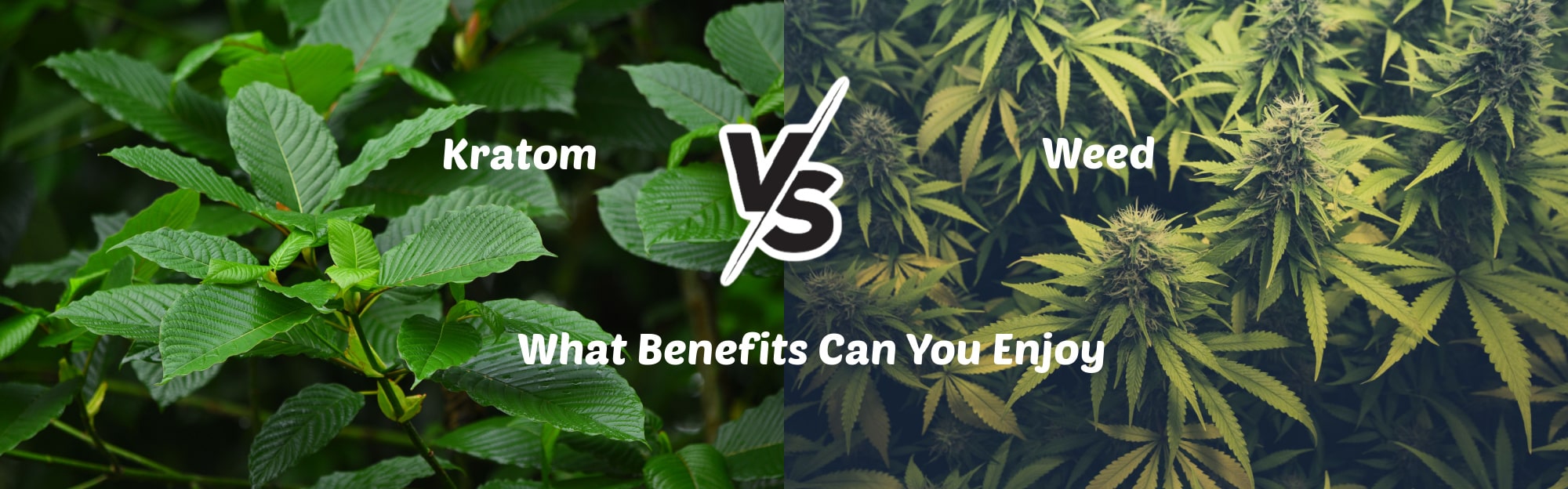 image of kratom vs weed what benefit can you enjoy