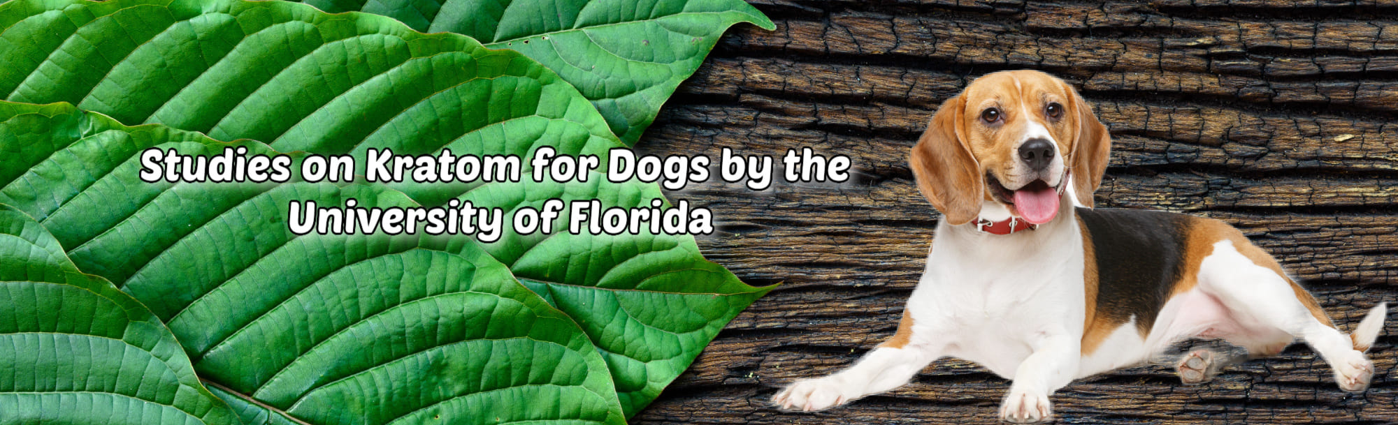 image of studies on kratom for dogs by the university of florida
