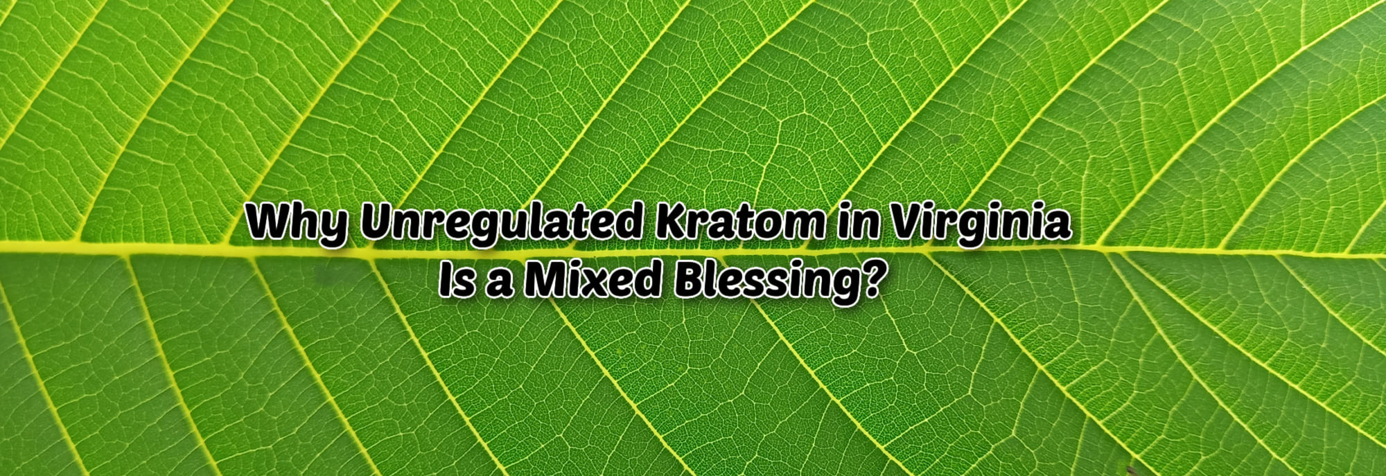 image of why unregulated kratom in virginia is a mixed blessing