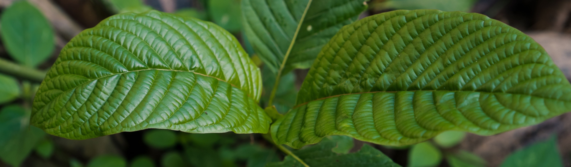 Does DOT Test for Kratom? Here are the Answers