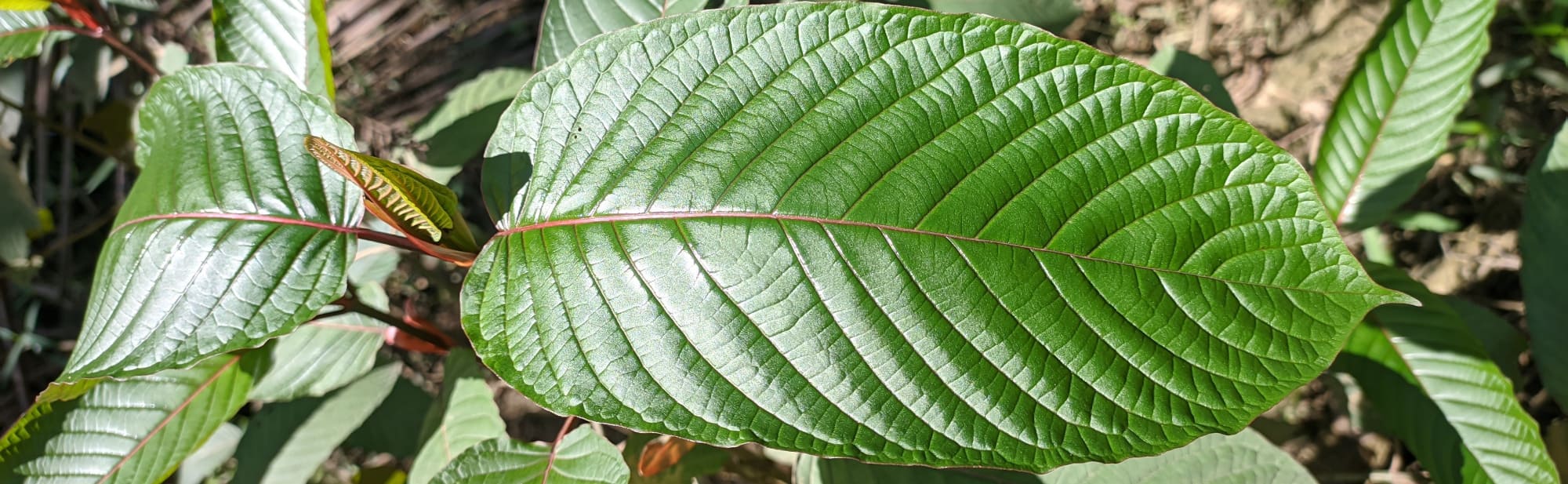 image of yellow dragon kratom benefits and effects