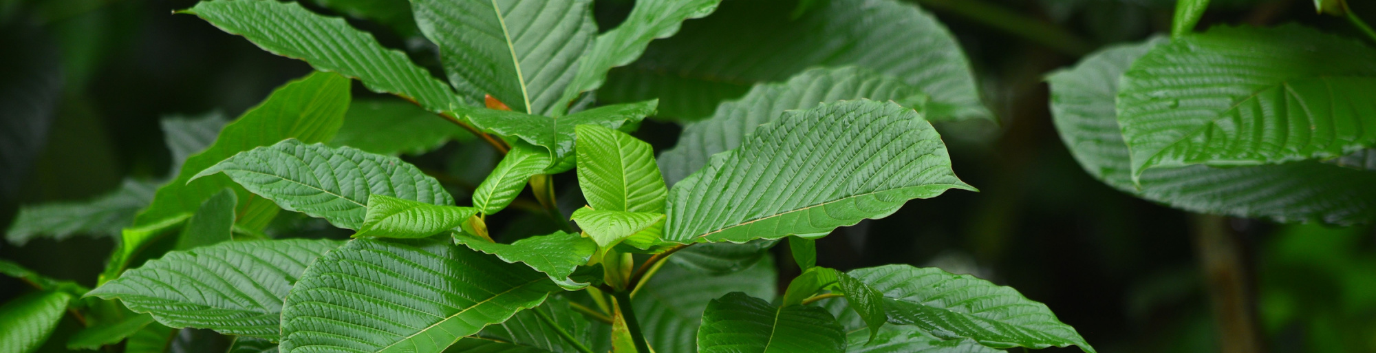 Green Hulk Kratom Review: Unveiling the Powerful Benefits and Effects of this Potent Strain