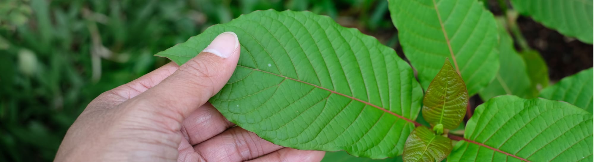 image of gold kali kratom