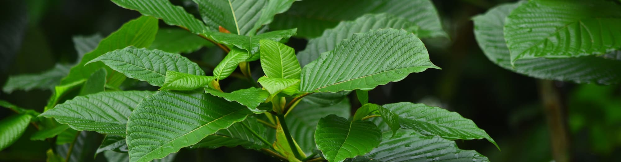 Super Maeng Da Kratom Review: Unraveling the Powerful Benefits and Effects of this Exceptional Strain