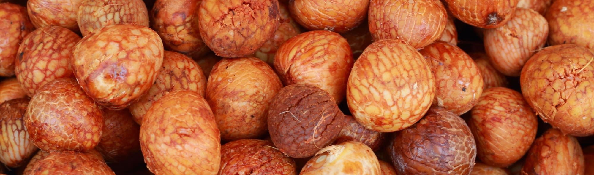 image of what is betel nut