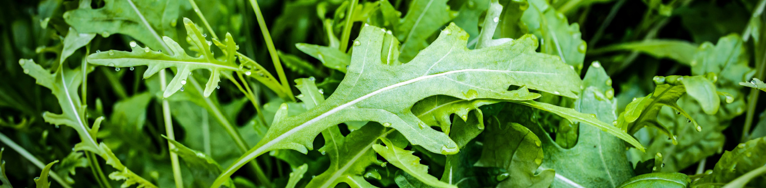 image of what is wild lettuce