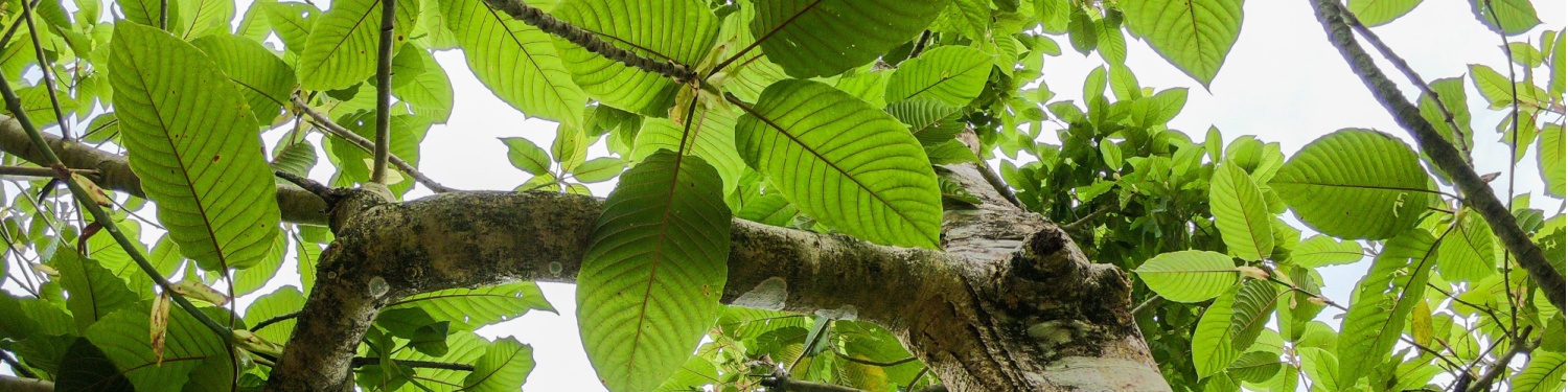 Comparing Kratom and Mitragyna Javanica: Similarities, Differences & Legality