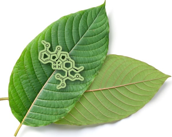 Comparing Mitragynine Pseudoindoxyl and Kratom: What Are The Differences?