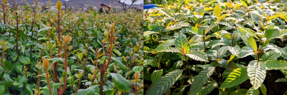 How Does Khat Compare to Kratom?