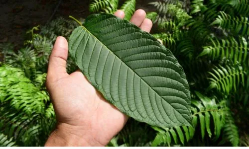 White Thai or White Bali: What’s the Real Difference?